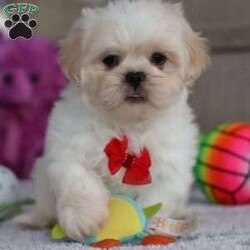 Archy/Lhasa Apso									Puppy/Male																/8 Weeks,Meet Archy he is the most adorable ACA Lhasa Apso pup with a heart as big as his fluffy coat! This little bundle of joy is ready to bring love, laughter, and endless cuddles to your home. With his bright, expressive eyes and charming personality, Archy is guaranteed to win your heart in no time. Lhasas are known for their loyalty and intelligence, making them the perfect companions for families or individuals alike. Archy absolutely loves attention and will happily follow you wherever you go, always ready for snuggles or a fun game. Spend a little time with Archy, and you’ll find a best friend!