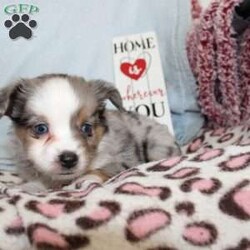 Lexie/Miniature Australian Shepherd									Puppy/Female														/7 Weeks,Say hello to this adorable Miniature Australian Shepherd puppy who loves attention! This sweetie pie comes up to date on shots and dewormer and will be vet checked before going home. This beautiful pup is so sweet like the mother Violet and is already smart like the sire Luke! If you are seeking a pup who would be fun to train contact us today! 