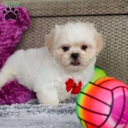 Archy/Lhasa Apso									Puppy/Male																/8 Weeks,Meet Archy he is the most adorable ACA Lhasa Apso pup with a heart as big as his fluffy coat! This little bundle of joy is ready to bring love, laughter, and endless cuddles to your home. With his bright, expressive eyes and charming personality, Archy is guaranteed to win your heart in no time. Lhasas are known for their loyalty and intelligence, making them the perfect companions for families or individuals alike. Archy absolutely loves attention and will happily follow you wherever you go, always ready for snuggles or a fun game. Spend a little time with Archy, and you’ll find a best friend!