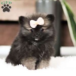 Belle/Pomeranian									Puppy/Female														/9 Weeks,Meet the fluffiest bundle of joy you’ve ever seen—a precious Pomeranian puppy named Belle who is ready to charm her way into your heart! With a cloud-like coat of soft, plush fur and sparkling eyes full of curiosity, this little one is as adorable as they are playful. Whether they’re bouncing around with her tiny paws or cuddling up in your lap, she is sure to fill your days with love and laughter.