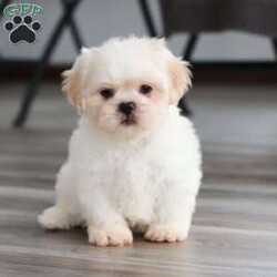 Archy/Lhasa Apso									Puppy/Male																/8 Weeks,Meet Archy he is the most adorable ACA Lhasa Apso pup with a heart as big as his fluffy coat! This little bundle of joy is ready to bring love, laughter, and endless cuddles to your home. With his bright, expressive eyes and charming personality, Archy is guaranteed to win your heart in no time. Lhasas are known for their loyalty and intelligence, making them the perfect companions for families or individuals alike. Archy absolutely loves attention and will happily follow you wherever you go, always ready for snuggles or a fun game. Spend a little time with Archy, and you’ll find a best friend!