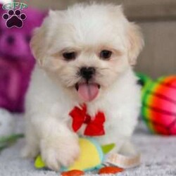 Archy/Lhasa Apso									Puppy/Male																/8 Weeks,Meet Archy he is the most adorable ACA Lhasa Apso pup with a heart as big as his fluffy coat! This little bundle of joy is ready to bring love, laughter, and endless cuddles to your home. With his bright, expressive eyes and charming personality, Archy is guaranteed to win your heart in no time. Lhasas are known for their loyalty and intelligence, making them the perfect companions for families or individuals alike. Archy absolutely loves attention and will happily follow you wherever you go, always ready for snuggles or a fun game. Spend a little time with Archy, and you’ll find a best friend!