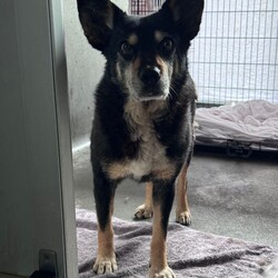 Tum Tum/Australian Kelpie / Border Collie/Male/8 Years 2 Months,Hi there friends, my name is Tum Tum and its nice to meet you! I'm a charming older gentlemen who has lived pretty rough for a long time and I'm looking for a peaceful home to call my own and soak up some of that good life I've been missing out on. I've not had a normal home for a very long time, maybe not ever and so adjusting to the domestic life will be something I need some support and help with. I'm also deaf so it would be great if my new family had some experience with this so they can communicate with me better. I've lived for a long time where other dogs can sometimes mean danger and so I am quick to move away and keep my head down when I see them, this means it would be better for me to have a home where I am the only dog. I would also prefer older kids as I don't always know what to expect from people as I've had some let me down in the past. I am ready to start trusting again though so I can't wait for a family who will bring me in and give me the love and patience I deserve. Requirements: If you think you have the space in your home to give this old boy the retirement he deserves and the love he has been missing for so long then bring the whole family down to the Hunter shelter and we can get to know each other! I'll be ready! Love, Tum Tum