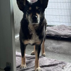 Tum Tum/Australian Kelpie / Border Collie/Male/8 Years 2 Months,Hi there friends, my name is Tum Tum and its nice to meet you! I'm a charming older gentlemen who has lived pretty rough for a long time and I'm looking for a peaceful home to call my own and soak up some of that good life I've been missing out on. I've not had a normal home for a very long time, maybe not ever and so adjusting to the domestic life will be something I need some support and help with. I'm also deaf so it would be great if my new family had some experience with this so they can communicate with me better. I've lived for a long time where other dogs can sometimes mean danger and so I am quick to move away and keep my head down when I see them, this means it would be better for me to have a home where I am the only dog. I would also prefer older kids as I don't always know what to expect from people as I've had some let me down in the past. I am ready to start trusting again though so I can't wait for a family who will bring me in and give me the love and patience I deserve. Requirements: If you think you have the space in your home to give this old boy the retirement he deserves and the love he has been missing for so long then bring the whole family down to the Hunter shelter and we can get to know each other! I'll be ready! Love, Tum Tum