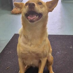 Blossom/Australian Kelpie/Female/4 Years 9 Months,Hi there, I’m Blossom! I’m a bright and spirited Australian Kelpie with a heart full of love and a mind eager to learn. I’m on the lookout for my forever home, where I can truly thrive and show you just how amazing life with me can be! I’m a smart cookie who loves daily mental and physical challenges. Whether it’s learning new tricks, going on adventures, or solving puzzles, I’m ready to tackle it all with you. I’d absolutely thrive with someone who enjoys helping me discover the world and keeping my mind sharp. I get along wonderfully with other dogs and would love a canine buddy to share my energy with. However, I’m a bit too enthusiastic for small pets like cats, birds, or pocket pets—so I’d do best in a home without them. It’s important that I meet all members of the household before we make things official. I want to make sure everyone’s on the same page and as excited about me as I am about them. I’m best suited to a calm and structured home with people aged 12 and older who can keep up with my energy while also respecting my boundaries. My ideal family works average hours so we can have plenty of time together for fun and relaxation. I promise to be a loyal, loving companion who will brighten your days and fill your life with joy and adventure. Could you be the one to help me truly blossom? Love, Blossom 