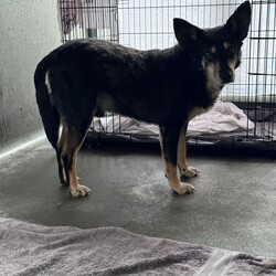 Tum Tum/Australian Kelpie / Border Collie/Male/8 Years 2 Months,Hi there friends, my name is Tum Tum and its nice to meet you! I'm a charming older gentlemen who has lived pretty rough for a long time and I'm looking for a peaceful home to call my own and soak up some of that good life I've been missing out on. I've not had a normal home for a very long time, maybe not ever and so adjusting to the domestic life will be something I need some support and help with. I'm also deaf so it would be great if my new family had some experience with this so they can communicate with me better. I've lived for a long time where other dogs can sometimes mean danger and so I am quick to move away and keep my head down when I see them, this means it would be better for me to have a home where I am the only dog. I would also prefer older kids as I don't always know what to expect from people as I've had some let me down in the past. I am ready to start trusting again though so I can't wait for a family who will bring me in and give me the love and patience I deserve. Requirements: If you think you have the space in your home to give this old boy the retirement he deserves and the love he has been missing for so long then bring the whole family down to the Hunter shelter and we can get to know each other! I'll be ready! Love, Tum Tum