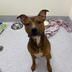 Adopt a dog:Dash/American Staffordshire Terrier/Male/1 Year 1 Month,Everybody needs a Dash of spice in their life, let me tell you a bit about me….. My name is Dash, and I’m a sweet Staffy cross just looking for an awesome home. If your still reading this then you want to know more. I would soooo like to find my forever home. I am currently been looked after in a  Foster home. During my time with them they have bought out my best attributes!  I’m a well-behaved boy, have settled into a great routine of lazing out the back yard following the sun, going on my daily walks and hanging out with the kids. When people come over to visit I am such a good boy and meet them appropriately infact I have the front yard to myself and I let everyone in…..  My favourite things to do are hang out in my pool, I'm so lucky my Foster Family bought me a blow up one and I spend my time doing laps.  I enjoy playing fetch, hanging out with the kids as I am so gentle and patient with them, enjoy a game of tug.  My foster family have said 