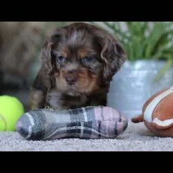 Wilbur/Cocker Spaniel									Puppy/Male																/8 Weeks,Wilbur is the definition of “pawsitively” delightful! He has the sweetest little face of a  ACA Cocker Spaniel, always ready to brighten your day with his playful antics. This little guy is incredibly affectionate and loves snuggles, making him the perfect cuddle buddy. With bright eyes that sparkle with warmth and mischief, Wilbur is always eager to go on a new adventure or settle in by your side for a cozy afternoon nap. Whether he’s showing off his quick learning abilities during training sessions or showering you with licks and tail wags, His joyful spirit and gentle demeanor make him an irresistible addition to any loving home. His friendly nature, boundless energy, and charming personality will keep you entertained, while his sweet loyalty will warm your heart.