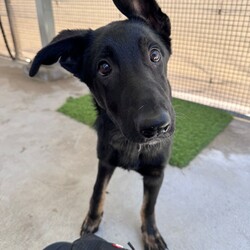 Fennel/German Shepherd Dog/Female/5 Months,Hello there! My name is Fennel. I'm a female German Shepherd Dog with a spice for life and a whole lot of energy. I'm on the hunt for a forever home with someone who understands my breed and the kind of stimulation we need. Working hours are perfect for me, it gives me time to rest and recharge my batteries for our daily training sessions! Being high energy, I’d love to have an owner who can channel my enthusiasm into fun activities like chewing, sniff walks or even agility training in the distant future. I'm not the couch potato type, would love to be active and involved with my family. I'm looking for a household where I can be a princess and the only dog, please. I have no known issues with other animals, but I prefer the spotlight for myself. I'm suited for people with children aged 15 years or older. As a German Shepherd, I need an experienced owner who can manage my training. I'm intelligent, keen to learn, and with your guidance, I can be the best dog I can be. Requirements If you ready for a new family member to share your life with, please visit our website and complete an expression of interest  . I promise, we'll make a great team! Love and slobbery kiss, Fennel. Adoption Fee: $620