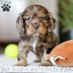 Wilbur/Cocker Spaniel									Puppy/Male																/8 Weeks,Wilbur is the definition of “pawsitively” delightful! He has the sweetest little face of a  ACA Cocker Spaniel, always ready to brighten your day with his playful antics. This little guy is incredibly affectionate and loves snuggles, making him the perfect cuddle buddy. With bright eyes that sparkle with warmth and mischief, Wilbur is always eager to go on a new adventure or settle in by your side for a cozy afternoon nap. Whether he’s showing off his quick learning abilities during training sessions or showering you with licks and tail wags, His joyful spirit and gentle demeanor make him an irresistible addition to any loving home. His friendly nature, boundless energy, and charming personality will keep you entertained, while his sweet loyalty will warm your heart.