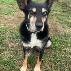 Tum Tum/Australian Kelpie / Border Collie/Male/8 Years 2 Months,Hi there friends, my name is Tum Tum and its nice to meet you! I'm a charming older gentlemen who has lived pretty rough for a long time and I'm looking for a peaceful home to call my own and soak up some of that good life I've been missing out on. I've not had a normal home for a very long time, maybe not ever and so adjusting to the domestic life will be something I need some support and help with. I'm also deaf so it would be great if my new family had some experience with this so they can communicate with me better. I've lived for a long time where other dogs can sometimes mean danger and so I am quick to move away and keep my head down when I see them, this means it would be better for me to have a home where I am the only dog. I would also prefer older kids as I don't always know what to expect from people as I've had some let me down in the past. I am ready to start trusting again though so I can't wait for a family who will bring me in and give me the love and patience I deserve. Requirements: If you think you have the space in your home to give this old boy the retirement he deserves and the love he has been missing for so long then bring the whole family down to the Hunter shelter and we can get to know each other! I'll be ready! Love, Tum Tum