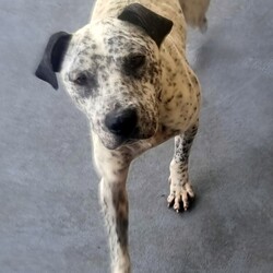 Pablo/Australian Stumpy Tail Cattle Dog / American Staffordshire Terrier/Male/6 Years,Hello there, I'm Pablo, a 6-year-old male Australian Stumpy Tail Cattle dog! I'm a high-energy guy looking for a home where my new family can devote a good amount of time to me. I'm full of life and love to stay active. I've got a sturdy build and a loyal heart, typical of my breed. I'm looking for an owner who isn't a first-time dog parent. My high-energy lifestyle and breed specific needs require someone who has experience and understands how to manage dogs like me. I promise I'm worth it, though! I'm smart, trainable, and eager to please. I'm best suited to a household where I can be the only dog. I haven't had any issues with other animals in the past, but I'd prefer to be your one and only canine companion. I'm also suitable for homes with people aged 12 years and up. I'm a friendly and affectionate fellow, but due to my size and energy level, a household with older children would be best. In short, I need a home with someone who works average hours, has experience with high-energy dogs, and doesn't have other dogs. I'm looking forward to our adventures together! If you would like to give Pablo a loving home, please fill out an expression of interest form  and the team will get back to you! Lots of love, Pablo xo