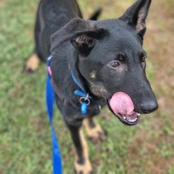 Basil/German Shepherd Dog/Male/5 Months,Hello there, I'm Basil! I'm a male German Shepherd Dog, full of energy and life! I'm looking for a forever home with someone who understands my breed and can provide me with the lifestyle I need. I have a high energy level, being a working breed, so I need a family who can keep up with my active life. I'm still young and learning about the world, which I can find a bit scary at times, so I need daily opportunities to learn and grow into a more resilient and confident boy. I'd do best in a home with someone who works average work hours. When you are at work, I would love to have plenty of enrichment to stimulate my big brain and after you get home would enjoy training and socializing. I'm a one-dog kind of dog, so I'd prefer a home where I can be the only canine star. I am not a pup who is going to be able to brave an off-lead area, as I become overwhelmed quickly when seeing other dogs. I haven't lived with other animals before and would need slow introductions and socialisation before spending time with them unsupervised. I would thrive in a home with older family members who have experience with large breeds as I may grow to be a big boy. I need a guardian who has experience with my breed and is prepared for a lively and loving companion like me. Requirements: ﻿**If you are interested is giving this wonderful pet a home, please visit our website and complete an expression of interest  . I can't wait to meet you and start our adventure together! Love and wiggle butt, Basil. Adoption Fee: $620