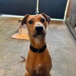 Heather/Irish Wolfhound/Female/1 Year 8 Months,Hi there, my name is Heather! I’m a sweet little Irish Wolfhound, and while I might be small for my breed, I’ve got a big heart and plenty of love to give. I’m still learning about this big, wide world, and it can be a little overwhelming at times. I’m a bit anxious in new spaces and situations, but with patience, I can grow more comfortable over time. It’s all a bit much for me right now, but I’m slowly learning to trust and feel at ease as I settle into new environments. I’m clever and I love to learn, especially when there’s food involved (I really, really love food!). I already know how to sit and drop, and I’m keen to learn more tricks, too. I’m looking for someone who can help me keep growing by using positive reinforcement and lots of patience, because I’m still figuring out how to trust everything and everyone around me. It would mean a lot to me if you’re the kind of person who can take things slow and let our bond grow naturally. I can be a bit unsure of new people at first, but once I feel safe, I promise I’ll show you just how sweet and cheeky I can be. I enjoy having my own quiet space, especially with a nice chew to keep me busy. It helps me feel more comfortable and relaxed, especially when things get a little overwhelming. I’m looking for an experienced owner who understands that I might need some time to fully open up, but I know with patience and care, we’ll build a wonderful relationship. If you’re someone who can take your time with me, help me continue learning, and appreciate all the sweetness I have to offer, then maybe I’m the one you’ve been looking for. I can’t wait to meet you and start our journey together! Please fill out this   or contact our shelter directly at 0477 064 192, or email us at barc@rspcansw.org.au. Recommendations: