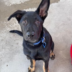 Basil/German Shepherd Dog/Male/5 Months,Hello there, I'm Basil! I'm a male German Shepherd Dog, full of energy and life! I'm looking for a forever home with someone who understands my breed and can provide me with the lifestyle I need. I have a high energy level, being a working breed, so I need a family who can keep up with my active life. I'm still young and learning about the world, which I can find a bit scary at times, so I need daily opportunities to learn and grow into a more resilient and confident boy. I'd do best in a home with someone who works average work hours. When you are at work, I would love to have plenty of enrichment to stimulate my big brain and after you get home would enjoy training and socializing. I'm a one-dog kind of dog, so I'd prefer a home where I can be the only canine star. I am not a pup who is going to be able to brave an off-lead area, as I become overwhelmed quickly when seeing other dogs. I haven't lived with other animals before and would need slow introductions and socialisation before spending time with them unsupervised. I would thrive in a home with older family members who have experience with large breeds as I may grow to be a big boy. I need a guardian who has experience with my breed and is prepared for a lively and loving companion like me. Requirements: ﻿**If you are interested is giving this wonderful pet a home, please visit our website and complete an expression of interest  . I can't wait to meet you and start our adventure together! Love and wiggle butt, Basil. Adoption Fee: $620