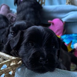 Rare KC Health Test Skye Terrier Champion lines/Skye Terrier/3 male / 4 female/5 weeks, 1 day,*Only 2 beautiful boys still available for Reservation*
We are delighted to welcome 7 beautiful chunky home bred Health tested Skye terrier puppies into the world.
The puppies were born in the heart of our country home ( not kennels) and we stayed  with mum before, during and after birth to make sure that she had any help and support that she needed . She proved to be a wonderful natural mother and all 7 puppies are strong and Healthy and feeding well.
Both mum and dad of the litter are owned by us and live as pets first in our home . Both have been DNA health tested for genetic diseases and dad also has a CLEAR kidney scan. They have the sweetest, most loyal and kind temperaments. Both parents have amazing International championship pedigrees with European, Scandinavian Irish and USA champions in their lines. The puppies have a low Coi of 4.1% which is great for such a rare breed as the Skye Terrier where it is important to keep inbreeding to a minimum.
The Skye terrier breed is tragically listed as one of Britains most endangered breeds. They are an eye catching beautiful looking terrier with their distinctive coat and amazing Bat ears giving them their wonderful unique look. The breed is noted for its kind nature and devotion to its humans with the  famous story of Greyfriars Bobby highlighting that devotion by becoming famous for being adopted by the city after lying every night for 14 years on his masters grave in Edinburgh Scotland.
We ourselves are 5 star licensed home breeders both vet and council inspected.All our dogs live in our home alongside us and have 4 acres of secure grounds to explore. 
The puppies have been handled from birth and will be used to other dogs, everyday household noises. They will have walked on different surfaces, will be used to grooming and will have been regularly wormed from 2 weeks old and treated for parasites from 4 weeks old.
Puppies leave us with KC registration ( endorsed unless discussed) First vaccination, vet check, extensive puppy pack, breed book, food, document folder, 5 weeks  Insurance and microchip.
If you feel that you have the time and love to give and could offer one of these very special  rare breed puppies a long term loving indoor home please get in contact to discuss. Viewings are available from 5 weeks old where  mum and dad and all siblings can be met x 
Please no full time workers unless you work from home and no children under 5 unless an experienced dog home.

We have available- 

Boy - green collar ( held)
Boy - blue collar
Boy - yellow collar

Girl - red collar(reserved )
Girl - pink collar ( reserved)
Girl - purple collar( reserved) 
Girl - lilac collar  ( reserved)