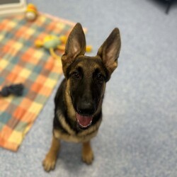 Parsley/German Shepherd Dog/Male/5 Months,Hello there, I'm Parsley! I'm a male German Shepherd Dog, full of energy and life! I'm looking for a forever home with someone who understands my breed and can provide me with the lifestyle I need. I have a high energy level, being a working breed, so I need a family who can keep up with my active life. I'm still young and learning about the world, which I can find a bit scary at times, so I need daily opportunities to learn and grow into a more resilient and confident boy. I'd do best in a home with someone who works average work hours. When you are at work, I would love to have plenty of enrichment to stimulate my big brain and after you get home would enjoy training and socializing. I'm a one-dog kind of dog, so I'd prefer a home where I can be the only canine star. I am not a pup who is going to be able to brave an off-lead area, as I become overwhelmed quickly when seeing other dogs. I haven't lived with other animals before and would need slow introductions and socialisation before spending time with them unsupervised. I would thrive in a home with older family members who have experience with large breeds as I may grow to be a big boy. I need a guardian who has experience with my breed and is prepared for a lively and loving companion like me. Requirements: ﻿**If you are interested is giving this wonderful pet a home, please visit our website and complete an expression of interest https:\//www.rspcansw.org.au/what-we-do/adoptions/exceptional-owners/ I can't wait to meet you and start our adventure together! Love and wiggle butt, Parsley. Adoption Fee: $620