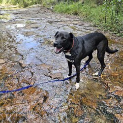 Xander/American Staffordshire Terrier / Australian Kelpie/Male/1 Year 3 Months,Hi I'm Xander! I’ve spent most of my life in the shelter, but now I’m ready to find my forever family. I’m a sweet and smart boy, and while I may need a little time to adjust, I promise I’m quick to learn and eager to please. I love cuddles and neck scratches—they’re my absolute favourite! I’ll happily snuggle up next to you while we relax together, whether it’s on the couch or during a quiet walk. One of my absolute favourite things to do is spend time in or near water. I love to dig in it, explore it, and even take a quick dip. Whether it’s a shell pool or a calm spot for a splash, I’m in my happy place when I’m around water. Since I’ve spent a lot of time in the shelter, I’ll need a patient family who can help me adjust to home life. I’m food-motivated, which makes training easier, and I’m eager to learn new things—especially if treats are involved! While I’m making progress, I will need some ongoing guidance as I get used to my new routine and environment. It’s important to note that I’m not a fan of other dogs, so I would prefer to be the only pet in the home. I’m looking for a calm, quiet space where I can feel safe, explore, and enjoy time with my person. After a fun day of adventures, nothing makes me happier than curling up for a cuddle with you. If you're looking for a loyal, loving companion who just needs a little extra care and attention to feel at home, I might just be the perfect match for you! 
