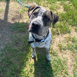 Adopt a dog:Hudson/Bullmastiff/Male/1 Year 9 Months,Hello there, I'm Hudson, a handsome, 1-year-old, Bullmastiff guy ready to find my forever home. I'm a big boy with a big heart, looking for someone who works average hours and can provide me with a moderate lifestyle. I have a youthful curiosity about life and I'm eager to learn more. I would love daily opportunities to expand my understanding of the world, be it through walks, games or just hanging out with you. I promise to be a fast learner! I'm best suited for a home where I can be the only dog, soaking up all your love and attention. Don't worry though, I come with enough love and loyalty to fill your home tenfold. I'm looking for a home with family members aged 12 years and up. I am a gentle giant, but my size can be a bit too much for the little ones. If you can provide a home that matches my needs, I promise you a lifetime of slobbery kisses, wagging tails, and unconditional love. Can't wait to meet you! Requirements: