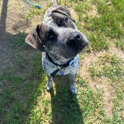 Adopt a dog:Hudson/Bullmastiff/Male/1 Year 9 Months,Hello there, I'm Hudson, a handsome, 1-year-old, Bullmastiff guy ready to find my forever home. I'm a big boy with a big heart, looking for someone who works average hours and can provide me with a moderate lifestyle. I have a youthful curiosity about life and I'm eager to learn more. I would love daily opportunities to expand my understanding of the world, be it through walks, games or just hanging out with you. I promise to be a fast learner! I'm best suited for a home where I can be the only dog, soaking up all your love and attention. Don't worry though, I come with enough love and loyalty to fill your home tenfold. I'm looking for a home with family members aged 12 years and up. I am a gentle giant, but my size can be a bit too much for the little ones. If you can provide a home that matches my needs, I promise you a lifetime of slobbery kisses, wagging tails, and unconditional love. Can't wait to meet you! Requirements: