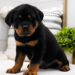 Adopt a dog:Lance/Rottweiler/Male/9 weeks,Are you looking for the best puppy ever? Well, you found me! My name is Lance and I am the best! How do I know? Well, just look at me. Aren't I adorable? Also, I come up to date on my vaccinations and vet checked from head to tail, so not only am I cute, but healthy too! I promise to be on my best behavior when I'm with my new family. I'm just a bundle of joy to have around. So, hurry and pick me to show off what an excellent puppy you have!