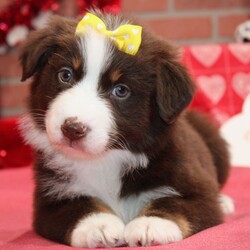 Adopt a dog:Sistine/Australian Shepherd/Female/8 weeks,Hi there! It's so nice to meet you! I've been waiting a long time for a wonderful family like yours. Will you bring me home? I sure hope so! We can cuddle, play fetch, and explore new things together. I don't mind bugs and mud pies are my favorite! I love to learn and can't wait for you to teach me tricks! My vet says I'm super healthy and I'm up to date on my vaccinations. I hope to see you soon! Lots of puppy kisses coming your way!