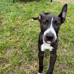 Adopt a dog:Lorelei/Australian Cattle Dog/Female/3 Months,Lorelei is an affectionate 3-month-old black and white cattle dog mix with a heart full of loyalty and an adventurous spirit. As she grows, she will develop into a strong, energetic dog, and she’ll need a family ready to provide consistent training, plenty of exercise, and lots of love. Eager to please, Lorelei will thrive in an environment where she receives patient guidance and positive reinforcement. With the right socialization and training, she will become a respectful, well-behaved dog and a devoted companion. This active pup will need ample exercise to burn off her energy, so long walks, outdoor play, and a secure yard with tall fences for exploration are essential. Lorelei loves toys and enjoys activities that challenge her mind, keeping her engaged and happy. As she matures, it will be important to provide her with both mental stimulation and physical activity to ensure she grows into a well-rounded, happy dog. Requirements: Lorelei is a bundle of joy and energy, and with the right family, she will grow into a loving, devoted dog, ready to share her life with you.