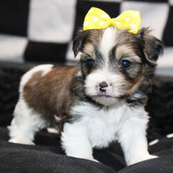 Adopt a dog:Jonie/Morkie/Female/4 weeks,Hello! My name is Jonie, and I'm super excited to meet you! I cannot wait to join your family and go on adventures with you. I love to play. I also like to snuggle up next to you for a quiet nap, especially on those rainy days. I come up to date on vaccinations and vet checked, so I will be healthy, happy, and ready to come to my FUR-ever home! So, go ahead and pick me for a lifetime of puppy kisses and love. Don’t wait!