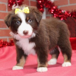 Adopt a dog:Sistine/Australian Shepherd/Female/8 weeks,Hi there! It's so nice to meet you! I've been waiting a long time for a wonderful family like yours. Will you bring me home? I sure hope so! We can cuddle, play fetch, and explore new things together. I don't mind bugs and mud pies are my favorite! I love to learn and can't wait for you to teach me tricks! My vet says I'm super healthy and I'm up to date on my vaccinations. I hope to see you soon! Lots of puppy kisses coming your way!