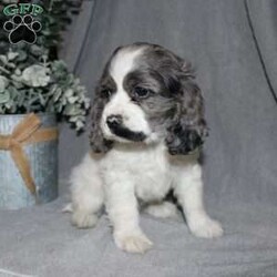 Lucy/Cocker Spaniel									Puppy/Female														/9 Weeks,Here comes the most adorable ACA Cocker Spaniel puppy! This charming little pooch is up to date on shots and dewormer and vet checked! The mother Lily is a sweet and affectionate girl and the father Buster is a handsome Cocker Spaniel. The breeder has ensured that this puppy is well socialized with adults and childre. To learn more about this beautiful pup contact Barbie & Elmer today! 