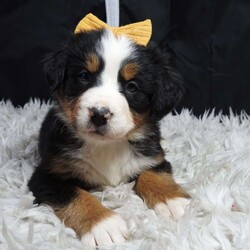Zephyr/Bernese Mountain Dog									Puppy/Female														/9 Weeks,hello thanks for checking me out ! I am a happy,healthy ,and well socialized friend looking forward to my forever home, 