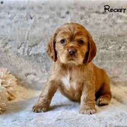 Rocket/Cocker Spaniel									Puppy/Male																/December 18th, 2024,If you’re looking for a loyal, affectionate, and playful companion, our adorable Cocker Spaniel puppies are the perfect match! These sweet and loving puppies are searching for their forever homes, where they can bring joy, companionship, and endless tail wags.