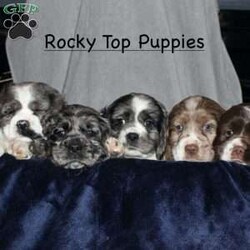 Lucy/Cocker Spaniel									Puppy/Female														/9 Weeks,Here comes the most adorable ACA Cocker Spaniel puppy! This charming little pooch is up to date on shots and dewormer and vet checked! The mother Lily is a sweet and affectionate girl and the father Buster is a handsome Cocker Spaniel. The breeder has ensured that this puppy is well socialized with adults and childre. To learn more about this beautiful pup contact Barbie & Elmer today! 