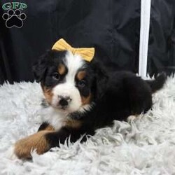 Zephyr/Bernese Mountain Dog									Puppy/Female														/9 Weeks,hello thanks for checking me out ! I am a happy,healthy ,and well socialized friend looking forward to my forever home, 