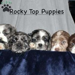 Larry/Cocker Spaniel									Puppy/Male																/9 Weeks,Here comes the most adorable ACA Cocker Spaniel puppy! This charming little pooch is up to date on shots and dewormer and vet checked! The mother Lily is a sweet and affectionate girl and the father Buster is a handsome Cocker Spaniel. The breeder has ensured that this puppy is well socialized with adults and childre. To learn more about this beautiful pup contact Barbie & Elmer today! 