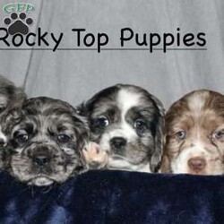 Larry/Cocker Spaniel									Puppy/Male																/9 Weeks,Here comes the most adorable ACA Cocker Spaniel puppy! This charming little pooch is up to date on shots and dewormer and vet checked! The mother Lily is a sweet and affectionate girl and the father Buster is a handsome Cocker Spaniel. The breeder has ensured that this puppy is well socialized with adults and childre. To learn more about this beautiful pup contact Barbie & Elmer today! 
