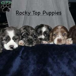 Larry/Cocker Spaniel									Puppy/Male																/9 Weeks,Here comes the most adorable ACA Cocker Spaniel puppy! This charming little pooch is up to date on shots and dewormer and vet checked! The mother Lily is a sweet and affectionate girl and the father Buster is a handsome Cocker Spaniel. The breeder has ensured that this puppy is well socialized with adults and childre. To learn more about this beautiful pup contact Barbie & Elmer today! 