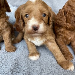 STUNNING MINIATURE DOODLES/ THERAPY /Mini Goldendoodle/2 male / 5 female/5 weeks, 6 days,We are very proud to announce the arrival of Miniature Golden doodle puppies.
We have over 10 Years experience breeding Golden doodles and have gained a reputation for having puppies leave us to be trained to support children with Autism and many other AEN needs. This is testament to their superb temperaments and willingness to learn.They are the most hypoallergenic type of golden doodle you can get as well.  I myself am accredited in veterinary nursing and canine behaviour so can offer 24/7 expert knowledge advice to any owners throughout the duration of their dogs life. 

Mum is an outstanding Miniature Golden doodle. She has the sweetest nature and is extremely social. She stands out from the crowd due to her beautiful markings. She is in excellent health, and hereditary clear from any breed prone diseases , which means she will not pass on any conditions to her puppies. 

Their father Pudsy is a magnificent KC champion Red Miniature poodle. He is from amazing bloodlines and is also fully Health tested for - Progressive Retinal Atrophy (prcd-PRA)
Progressive Retinal Atrophy (rcd4-PRA) LOPRA
Neonatal Encephalopathy (NE/NEWS)
Degenerative Myelopathy (DM exon 2)
Von Willebrand disease Type I (vWD I)
Familial Nephropathy (FN)
Adult Onset Neuropathy (AON) clear by Parentage 
Acral Mutilation Syndrome (AMS)
Excercise Induced Collapse (EIC)
Gangliosidosis (GM2)
Osteochrondysplasia (OCD)
Malignant Hyperthermia (MH) 
Macrothromcyopenia (MTC) 
He has the most gorgeous deep Red non shedding tight curl coat.

Our puppies are born in our living room and live in our house amongst the daily hustle and bustle until they join their new families. This together with the huge amount of time we invest in them helps to ensure the best we can that they are well socialised, well balanced puppies.

What comes in your puppy package:

1st vaccination 
 In-depth health examination by our vets
Worming treatment 
 Flea treatment
Microchipped
Toys 
Food 
Grooming equipment 
 Contract of sale

Toilet training will begin as soon as the puppies are fully weaned to help facilitate an easy transition into their forever homes. I am happy to offer advice and support throughout the puppy's life.

A non-refundable deposit of £400 will secure your chosen puppy with the remainder payable on collection.