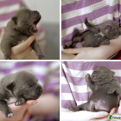 Beautiful Bonnie Blue Staffy Girls, KC & Pedigree/Staffordshire Bull Terrier/4 female/2 weeks, 6 days,We are proud to present an exceptional litter of healthy, high-quality Blue Staffordshire Bull Terriers with outstanding bloodlines. 

This beautiful litter of girls was born on the 31st of January and are ready to go to their forever homes from 28th March. 2 out of the 4 puppies have already been sold – read on to find out why  New photos will be added to this advert regularly. 

These pups are the result of a meticulously planned and carefully executed pairing, featuring one of the finest stud dogs this country has ever seen and a mother with outstanding bloodlines. 

The sire is none other than Bluedogcity Pharaon at Bullscaff. Standing at 15 inches tall, with a solid dark blue coat and no brindle, complemented by a striking white flash. Ch Pharaon is an exceptional specimen—one of the most stunning, deep-chested, stocky, and thick-boned blue dogs you’ll find. He boasts a beautifully defined broad skull, chiseled features, prominent cheek muscles, a distinct stop, and a perfect muzzle. His rose-shaped ears and scissor bite are flawless, with a strong jaw, tight lips, and an excellent topline. His dark brown eyes and jet-black nails add to his impressive look. Pharaon’s nose is nicely open, which is essential for active, fit Staffords. If that weren’t enough, his titles speak for themselves—no other blue in the world compares to him, which is why we chose him as the sire!

Crufts qualified for life 
Champion of Ukrainian 
Champion of Moldova  
Champion of Romania  
Champion of Macedonia  
Grand champion 
Multi champion  
International champion  
1 CAC IN EURO DOG SHOW 
1 CACIB BEST OF BREED IN SPAIN  
1 CAC BEST OF BREED IN FRANCE  
All certificates can be seen on request with many other achievements what can be found on the Bullscaff website.

The dam of this litter is a well-bred female, the daughter of the world-renowned VALGLO MY PLACE OR YOURS AT BULLSCAFF and granddaughter of SANDASTAFF PIRO AT SAMA SLODYCZ AT BULLSCAFF IMP BEL and VALGLO DIAMONDS ARE FOREVER. With CH Pharaon’s bloodlines added to the mix, this litter is of exceptional quality and standards. The mother has her own distinct white flash on her chest, a deep blue coat, and is a beloved family pet, embodying all the highly sought-after qualities of the Staffordshire Bull Terrier. Dam 5 generation pedigree certificate can be seen on request.

These puppies will be well-socialized with other dogs and have a solid, well-balanced temperament. The sale will include KC papers, 4 weeks of free insurance, nails clipped, full worming treatment, diet recommendations, and ongoing support for life if needed. All testing is Clear that is L2HGA/HC. This is a truly wonderful pedigree and one of a particularly high quality of Blue Staffordshire Bull Terriers. 

If you have any questions, please feel free to get in touch. If you're interested in being part of this exceptional bloodline and finding a loving pet to enrich your life, please don’t hesitate to text/message using the contact details below. 

These puppies are expected to sell quickly, two of four have already been sold. We recommend securing yours with a non-refundable holding deposit of £250. Puppies are priced at £2500. Viewings can be discussed and arranged.