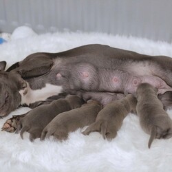 Beautiful Bonnie Blue Staffy Girls, KC & Pedigree/Staffordshire Bull Terrier/4 female/2 weeks, 6 days,We are proud to present an exceptional litter of healthy, high-quality Blue Staffordshire Bull Terriers with outstanding bloodlines. 

This beautiful litter of girls was born on the 31st of January and are ready to go to their forever homes from 28th March. 2 out of the 4 puppies have already been sold – read on to find out why  New photos will be added to this advert regularly. 

These pups are the result of a meticulously planned and carefully executed pairing, featuring one of the finest stud dogs this country has ever seen and a mother with outstanding bloodlines. 

The sire is none other than Bluedogcity Pharaon at Bullscaff. Standing at 15 inches tall, with a solid dark blue coat and no brindle, complemented by a striking white flash. Ch Pharaon is an exceptional specimen—one of the most stunning, deep-chested, stocky, and thick-boned blue dogs you’ll find. He boasts a beautifully defined broad skull, chiseled features, prominent cheek muscles, a distinct stop, and a perfect muzzle. His rose-shaped ears and scissor bite are flawless, with a strong jaw, tight lips, and an excellent topline. His dark brown eyes and jet-black nails add to his impressive look. Pharaon’s nose is nicely open, which is essential for active, fit Staffords. If that weren’t enough, his titles speak for themselves—no other blue in the world compares to him, which is why we chose him as the sire!

Crufts qualified for life 
Champion of Ukrainian 
Champion of Moldova  
Champion of Romania  
Champion of Macedonia  
Grand champion 
Multi champion  
International champion  
1 CAC IN EURO DOG SHOW 
1 CACIB BEST OF BREED IN SPAIN  
1 CAC BEST OF BREED IN FRANCE  
All certificates can be seen on request with many other achievements what can be found on the Bullscaff website.

The dam of this litter is a well-bred female, the daughter of the world-renowned VALGLO MY PLACE OR YOURS AT BULLSCAFF and granddaughter of SANDASTAFF PIRO AT SAMA SLODYCZ AT BULLSCAFF IMP BEL and VALGLO DIAMONDS ARE FOREVER. With CH Pharaon’s bloodlines added to the mix, this litter is of exceptional quality and standards. The mother has her own distinct white flash on her chest, a deep blue coat, and is a beloved family pet, embodying all the highly sought-after qualities of the Staffordshire Bull Terrier. Dam 5 generation pedigree certificate can be seen on request.

These puppies will be well-socialized with other dogs and have a solid, well-balanced temperament. The sale will include KC papers, 4 weeks of free insurance, nails clipped, full worming treatment, diet recommendations, and ongoing support for life if needed. All testing is Clear that is L2HGA/HC. This is a truly wonderful pedigree and one of a particularly high quality of Blue Staffordshire Bull Terriers. 

If you have any questions, please feel free to get in touch. If you're interested in being part of this exceptional bloodline and finding a loving pet to enrich your life, please don’t hesitate to text/message using the contact details below. 

These puppies are expected to sell quickly, two of four have already been sold. We recommend securing yours with a non-refundable holding deposit of £250. Puppies are priced at £2500. Viewings can be discussed and arranged.