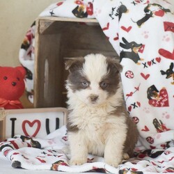 Lucy/Miniature Australian Shepherd Mix									Puppy/Female														/December 8th, 2024,Welcoming an exciting new litter mix! These puppies are Welsh Corgi mixed with Mini Australian Shepherd! These puppies come with full vet paperwork, health guarantee, puppy info starter packet, very well socialized around children & more. To find out more about them or to schedule a visit; please give us a call – no text available, thank you!