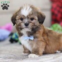 Bentley/Lhasa Apso									Puppy/Male																/9 Weeks,Meet Bentley, an ACA-registered Lhasa Apso pup with a heart as big as his fluffy coat! This little bundle of joy is ready to fill your home with love, laughter, and endless cuddles. With his bright, expressive eyes and charming personality, He is sure to steal your heart in no time. Lhasas are known for their loyalty and intelligence, making them the perfect companions for families or individuals alike. He adores attention and will happily follow you wherever you go, always ready for snuggles or a playful adventure. Spend a little time with Bentley, and you’ll find a best friend for life!