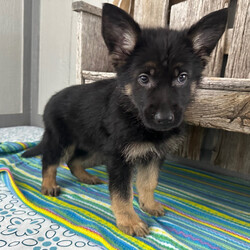 Adopt a dog:Virgil/German Shepherd Dog/Male/9 weeks,Hi, my name is Virgil. I am so excited I love to be around people, and you will enjoy being with me! I’m looking forward to meeting my new forever family. Could that be with you? I sure hope so. I am a gorgeous puppy with a personality to match. I am also up to date on my vaccinations and vet checked from head to tail, so when you see me, I will be as healthy as can be. What are you waiting for? I know I will be the best friend you have dreamed of.