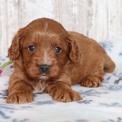 Adopt a dog:Klinton/Cavapoo/Male/5 weeks,I'm Klinton! It's very nice to meet you. Are you looking for a lifelong companion? Look no further. I am here and just perfect for you. Trust me! I am very loyal, and I can make you smile with just the way I wag my tail. I have a wonderful disposition. Oh! Did I mention that I'm as healthy as can be? Oh, silly me! I'm up to date on my vaccinations and vet checked from head to tail. I bet you are excited now, aren't you? Well, choose me today!