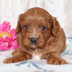 Adopt a dog:Klinton/Cavapoo/Male/5 weeks,I'm Klinton! It's very nice to meet you. Are you looking for a lifelong companion? Look no further. I am here and just perfect for you. Trust me! I am very loyal, and I can make you smile with just the way I wag my tail. I have a wonderful disposition. Oh! Did I mention that I'm as healthy as can be? Oh, silly me! I'm up to date on my vaccinations and vet checked from head to tail. I bet you are excited now, aren't you? Well, choose me today!