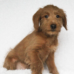 Adopt a dog:Wyatt/Labradoodle/Male/13 weeks,Hi, my name is Wyatt, and I am the companion you have been looking for! I am the true definition of a man's best friend. I will arrive to my new home up to date on my vaccinations and vet checked from head to tail. We can play fetch or go for a walk; it does not matter as long as I'm with you. Pick me, you will not regret it! Call about me today before it is too late!