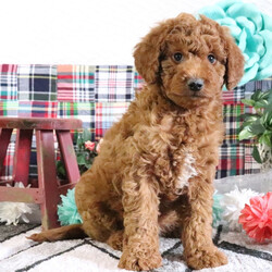 Adopt a dog:Romero/Goldendoodle/Male/8 weeks,Hi there! It's so nice to meet you! I've been waiting a long time for a wonderful family like yours. Will you bring me home? I sure hope so! We can cuddle, play fetch, and explore new things together. I don't mind bugs and mud pies are my favorite! I love to learn and can't wait for you to teach me tricks! My vet says I'm super healthy and I'm up to date on my vaccinations. I hope to see you soon! Lots of puppy kisses coming your way!