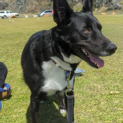 Preston/Border Collie / Australian Kelpie/Male/5 Years 5 Months,Hello there, I'm Preston, a 5-year-old male Australian Kelpie with a heart full of love! I'm in search of a special human companion who can provide the home environment that suits me best. That includes someone who will be home most (if not all) of the time. I'm a mild-mannered guy, perfect for seniors or those leading a quiet lifestyle. I've got a bit of a stubborn streak, so I'll need an experienced owner who knows my breed and can handle my funny quirks. I have some lovely basic skills and I'm very gentle around people, I enjoy meeting strangers and getting some nice pats. I have office time each day while I live at the shelter, I sleep and relax, interact with the staff, I'm a perfect companion for someone that works from home! I'm a bit of a loner and like my space, so a single dog household where I can get all the love and attention would be ideal for me. I love exploring and sniffing around, so a secure outdoor space would be a dream come true! If you have the knowledge, experience, and a secure backyard, you might be my perfect match! Can't wait to meet you and start our life together. Requirements: 