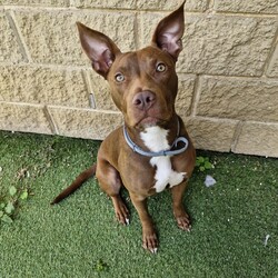 Cardinal/Staffordshire Bull Terrier / Australian Kelpie/Male/1 Year 10 Months,Hi, I'm Cardinal, a handsome Staffy cross looking for my forever home! I'm a calm, affectionate dog who thrives in a quiet household where I can feel safe and secure. I need an experienced owner who understands my needs and is patient as I settle in. A calm and structured environment is best for me, so a household without children under 12 is ideal. I’d love to have secure fencing in my new home so I can safely roam and explore. I’m perfectly happy with both indoor and outdoor access as long as I’m part of the family activities. I do better as the only pet in the house, so I can get all the attention and love I deserve. It’s really important that I meet everyone in the household to make sure we’re a good match. If you’re looking for a loyal and loving companion who’ll bring joy to your life, I might just be the perfect fit. I am currently at a rehabilitation adoption centre where walk-in adoptions aren't available.  If you are interested in giving this wonderful pet a home, please CLICK HERE to visit our website and complete an expression of interest. Household restrictions: 