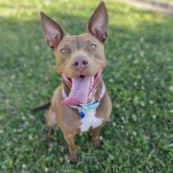 Cardinal/Staffordshire Bull Terrier / Australian Kelpie/Male/1 Year 10 Months,Hi, I'm Cardinal, a handsome Staffy cross looking for my forever home! I'm a calm, affectionate dog who thrives in a quiet household where I can feel safe and secure. I need an experienced owner who understands my needs and is patient as I settle in. A calm and structured environment is best for me, so a household without children under 12 is ideal. I’d love to have secure fencing in my new home so I can safely roam and explore. I’m perfectly happy with both indoor and outdoor access as long as I’m part of the family activities. I do better as the only pet in the house, so I can get all the attention and love I deserve. It’s really important that I meet everyone in the household to make sure we’re a good match. If you’re looking for a loyal and loving companion who’ll bring joy to your life, I might just be the perfect fit. I am currently at a rehabilitation adoption centre where walk-in adoptions aren't available.  If you are interested in giving this wonderful pet a home, please CLICK HERE to visit our website and complete an expression of interest. Household restrictions: 